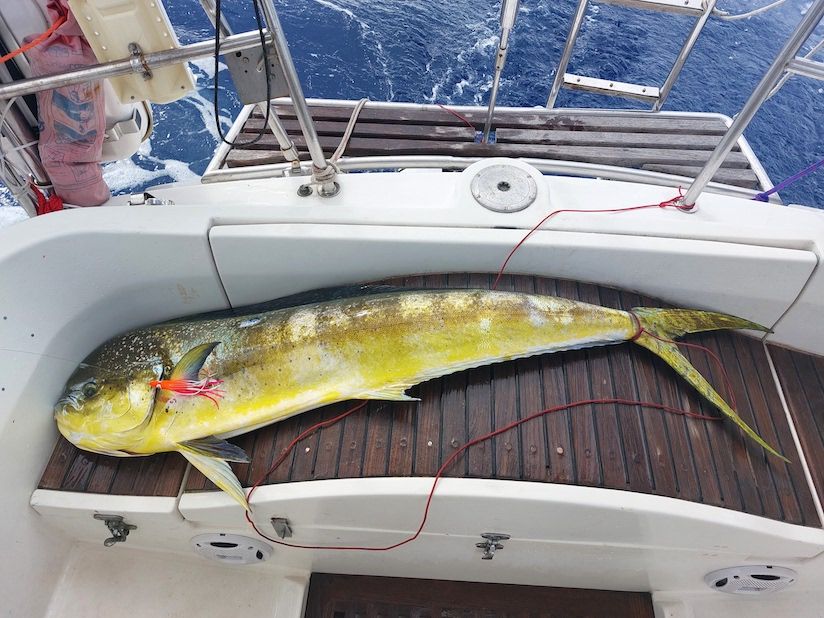 mahi-mahi